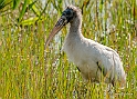 Wood Stork_MEX6296